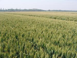 高产抗旱小麦