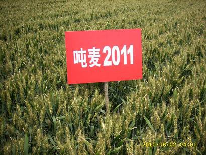 小麦种子——超高产吨麦2011