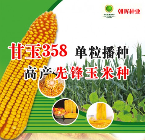 甘玉358——单粒播种，高产先锋玉米种