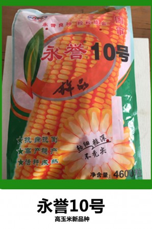 高产玉米种子永誉10号