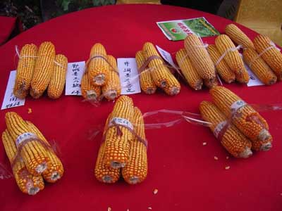 麦茬早熟高产玉米种天塔5号