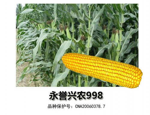 轴细粒深玉米种——永誉兴农998